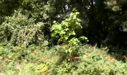 Shameless amateur brunette poses nude in the style of sophisticated flashers