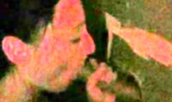 Stunning young amateur sucks her first black cock in gloryhole