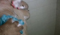 Sexy soapy wife See My Wife Diana Dol sucks a boner in the shower