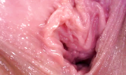 Crazy-minded bitch stretches her little cunt in the close-up