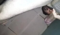 COMO TE GUSTA CULIAR PERRA