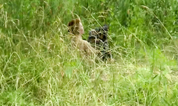 Amateur couple is having outdoor sex on the green grass