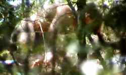 Hot-looking amateur babe enjoys outdoor sex on the beach