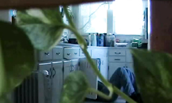 Homemade oral sex with a sensual brunette that't doing that on the knees