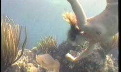 Fully naked slender diver swim fully nude in a hot way